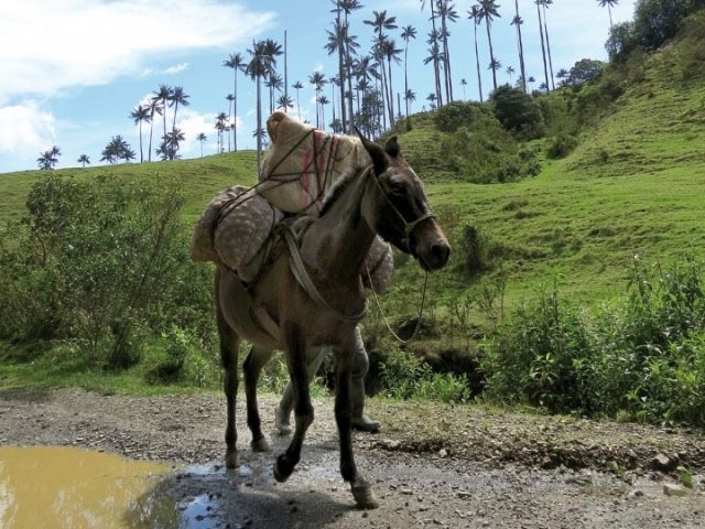 img-hYwxCsMwDEVv49FKS6Fk8NSha68gYsVxkC1RO9H1ayidOz3e4_Odhct1mtz2hRUNUUquWRpEaj1XWXAlr5goEb79IqCMtWdmbPDL4NYAryHPIQ-WI4KZwdYLgyaCv5-HsmAEOqn2MbvNd79r-gA (1)