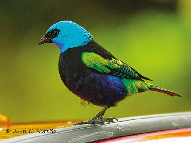 img-hYwxDsMgDEVvw4iTqh2ZMnTtFazgECKDrULq6wep6tzp6T19fWdhvk2T27-woiFKyTVLg0it5yorbuQVEyXCt18FlLH2zIwNfhncFuA15DlkYTkjmBnsvTBoIvj7eSoLRqAP1T5mj_vsD00X