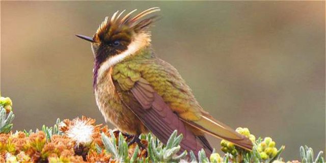 img-hYwxDsMgDEVvw4jTRurGlKFrr2AFhxAZbBVSXz9IVedOT-_p6zsLt_s0uf0LKxqilFyzNIjUeq6y4kZeMVEifPtVQBlrz8zY4JfBbQFeQ55DFpYzgpnB3guDJoK_n6eyYAT6UO1jNj9mf2i6AA (1)