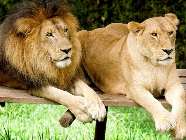 img-hYwxDsMgDEVvw4jTSB06MGXo2itYwSFEBluF1NcPUtW509N7-vrOwm2eJrd_YUVDlJJrlgaRWs9VVtzIKyZKhG-_Cihj7ZkZG_wyuC3Aa8hzyMJyRjAz2Hth0ETw9_NUFoxAH6p9zO7zwx-aLg