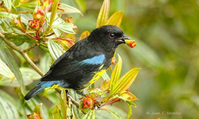 tangara 2 Foto Juan Carlos Noreña
