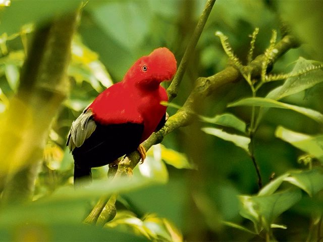 Gallito-de-Roca-(Rupicola-peruvianus)-Cock-of-the-Rock