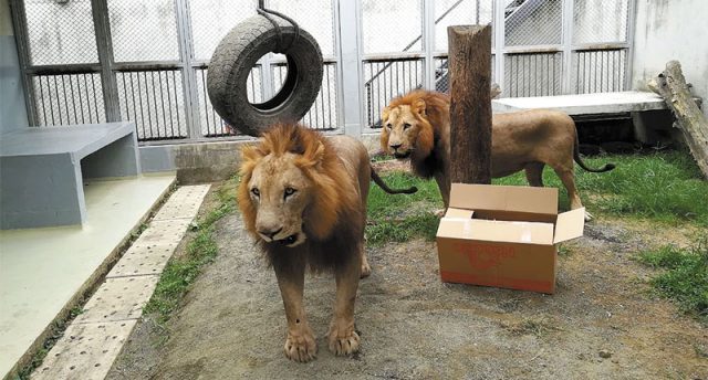 leones