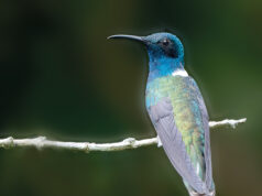 Conoce las aves de Pereira vuela con ellas