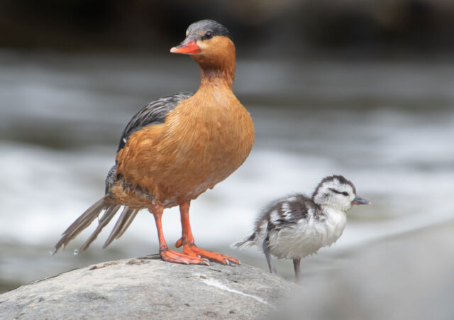 Pato-de-Torrentes-(Merganetta-armata)-@mauroossa