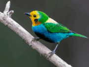 El Valle del Cauca alza el vuelo: 12 municipios fueron declarados “Ciudades de las Aves”