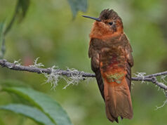 Prepárate para el 13º Congreso de Aviturismo de Caldas