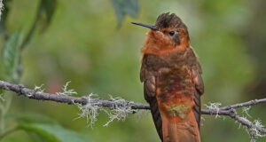 Prepárate para el 13º Congreso de Aviturismo de Caldas