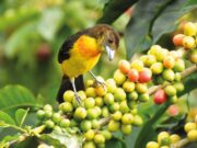 Pijao, Quindío, Donde la tierra canta: rutas de café, mujeres y montaña