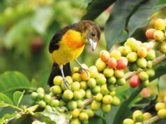 Pijao, Quindío, Donde la tierra canta: rutas de café, mujeres y montaña