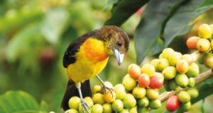 Pijao, Quindío, Donde la tierra canta: rutas de café, mujeres y montaña