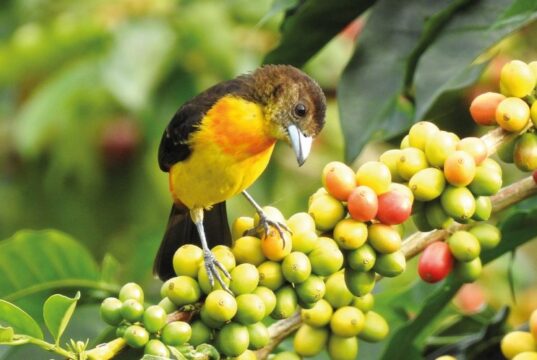 Pijao, Quindío, Donde la tierra canta: rutas de café, mujeres y montaña
