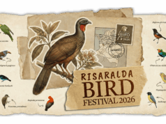 Risaralda Bird Festival 2026: avistamiento de aves y turismo de naturaleza en el Eje Cafetero Risaralda Bird Festival 2026