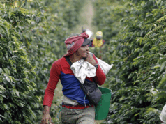 Logros, amenazas y retos del Paisaje Cultural Cafetero a 15 años de su declaratoria como patrimonio mundial
