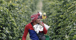 Logros, amenazas y retos del Paisaje Cultural Cafetero a 15 años de su declaratoria como patrimonio mundial