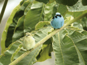 Jardín Botánico UTP, un espacio de vida, conservación y aprendizaje