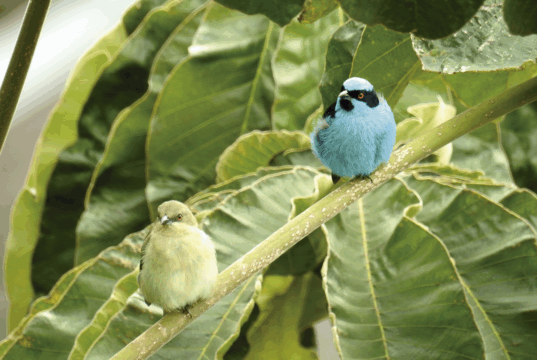 Jardín Botánico UTP, un espacio de vida, conservación y aprendizaje